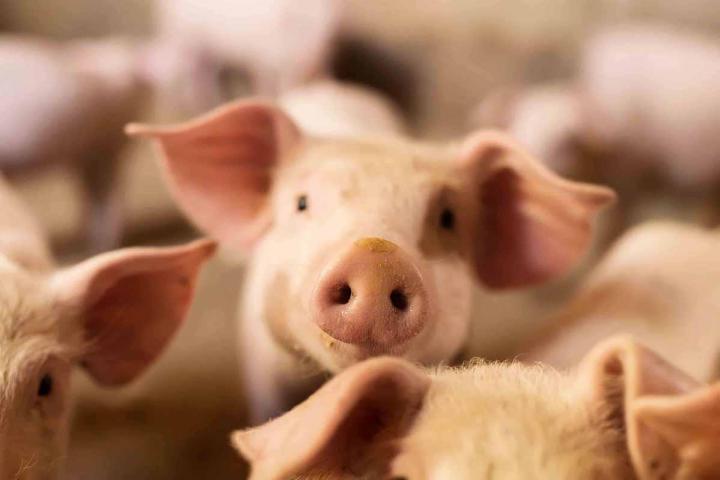 Succombez à la qualité de nos viandes de porcs