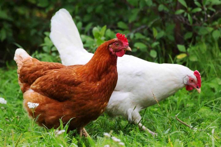 Nos viandes de volailles sont tendres, savoureuses et garanties de première qualité